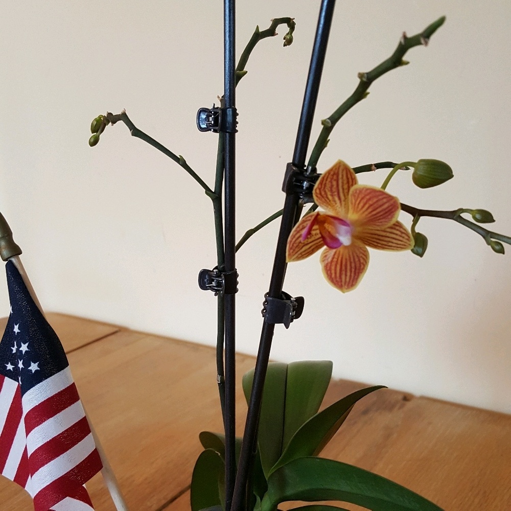 Meet your Posher, Wilietta